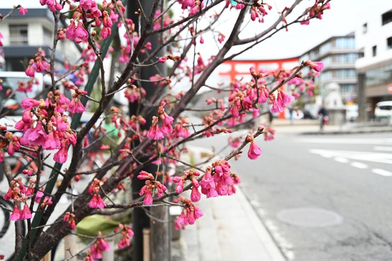 若宮大路