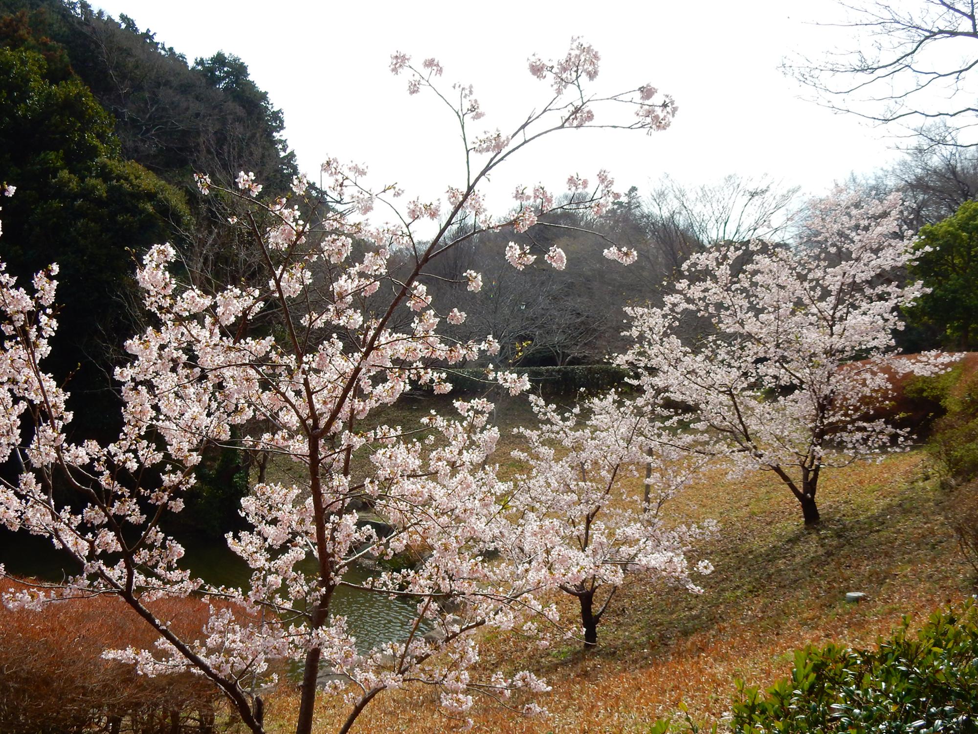 鎌倉中央公園