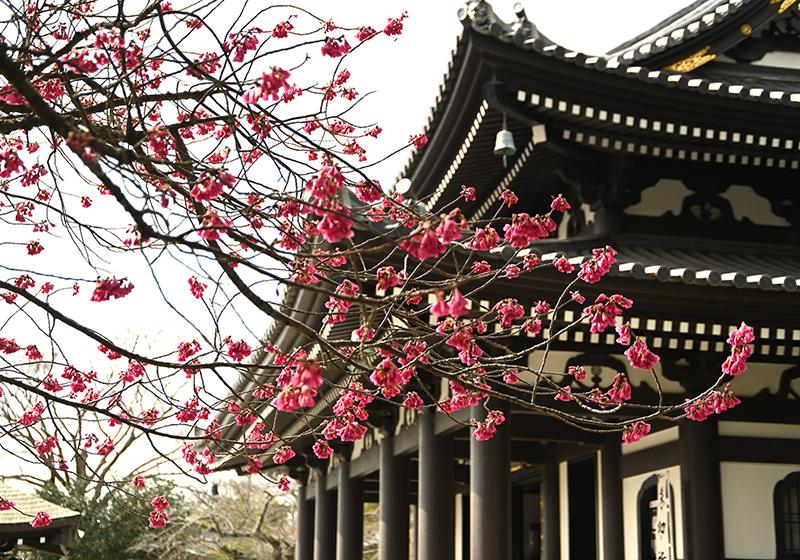 長谷寺