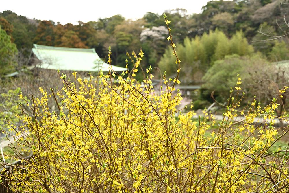 龍宝寺