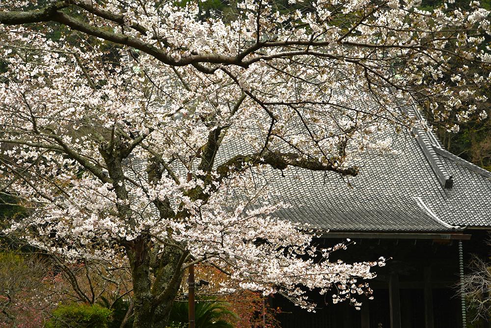 妙本寺