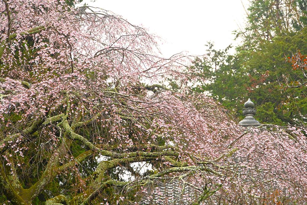 浄智寺