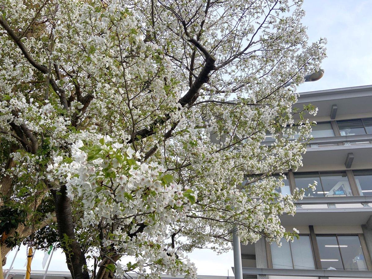 鎌倉市役所