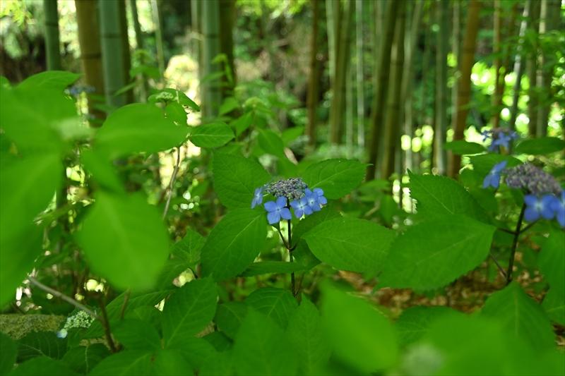 一条恵観山荘