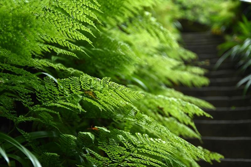 妙法寺（苔寺）