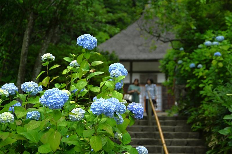 明月院