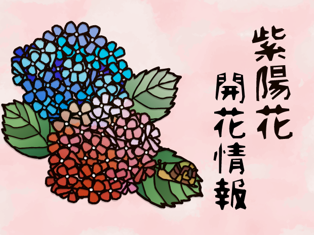 2026年【あじさい情報】鎌倉市内の開花状況について