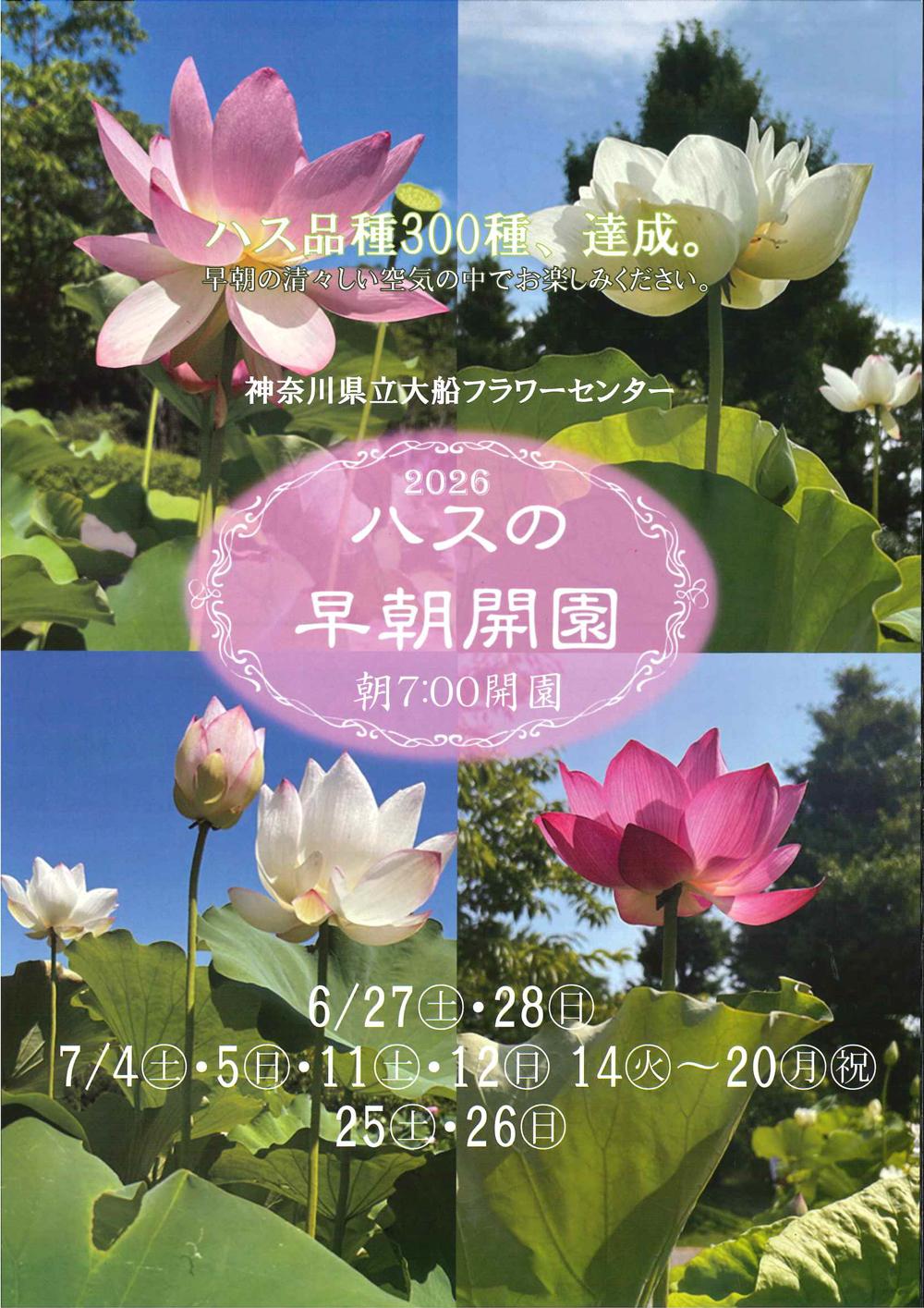 大船フラワーセンター　ハスの早朝開園