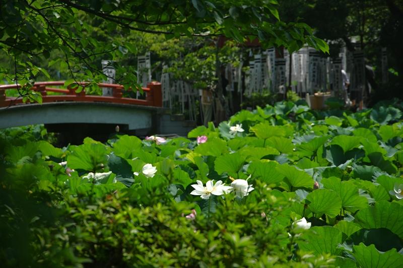 鶴岡八幡宮