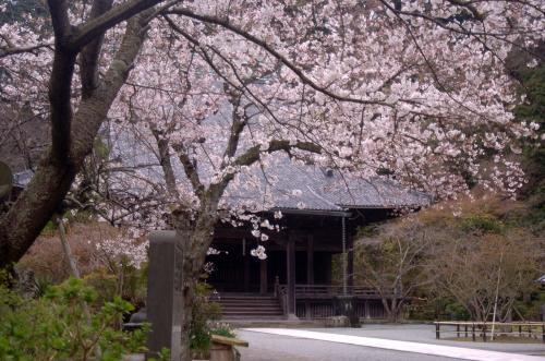 (3)【訪ねる】比企能員一族ゆかりの「妙本寺」