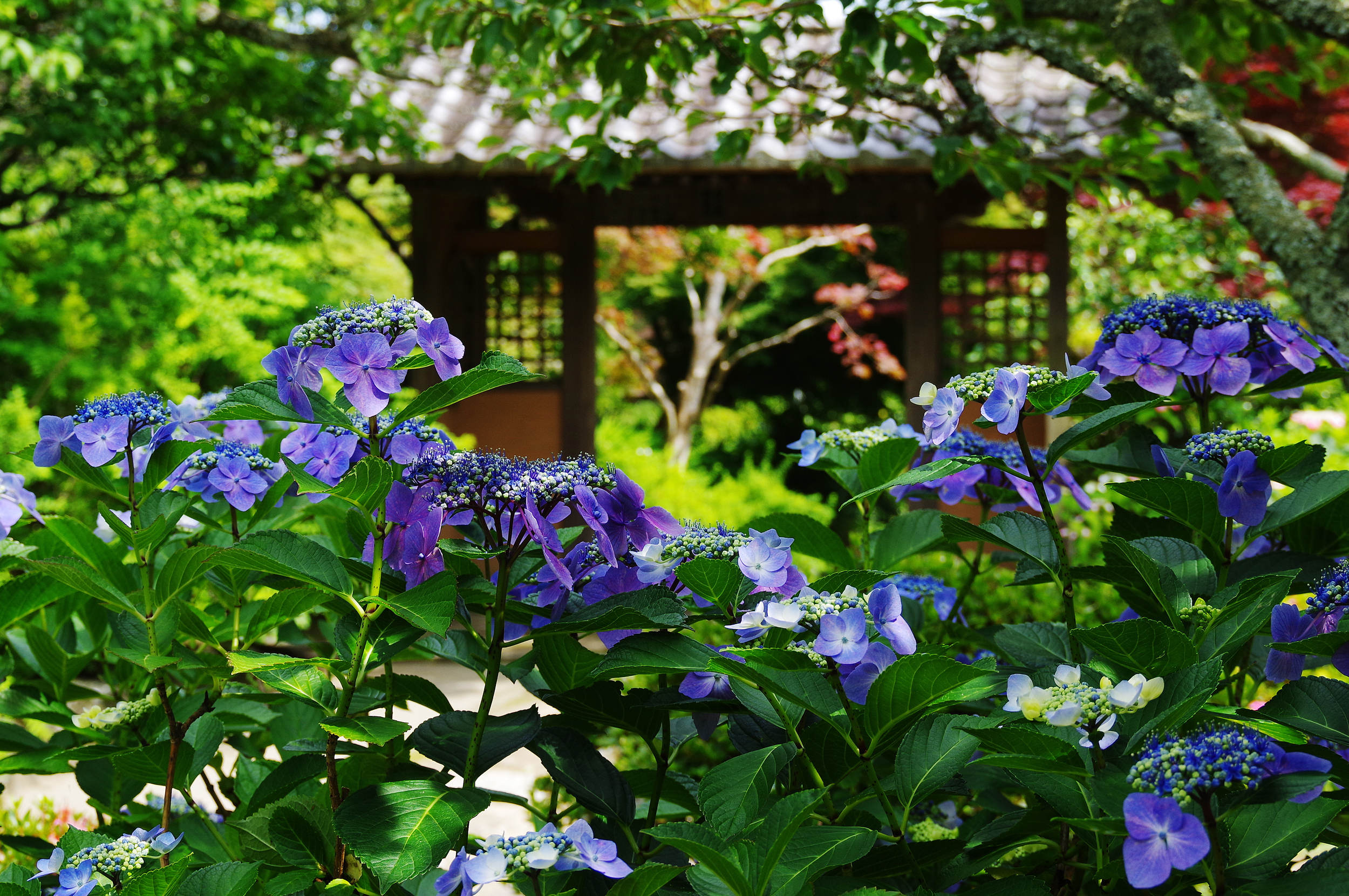 鎌倉で楽しむ花めぐり