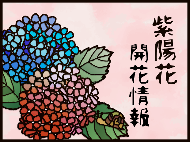 あじさい情報のページを更新しました