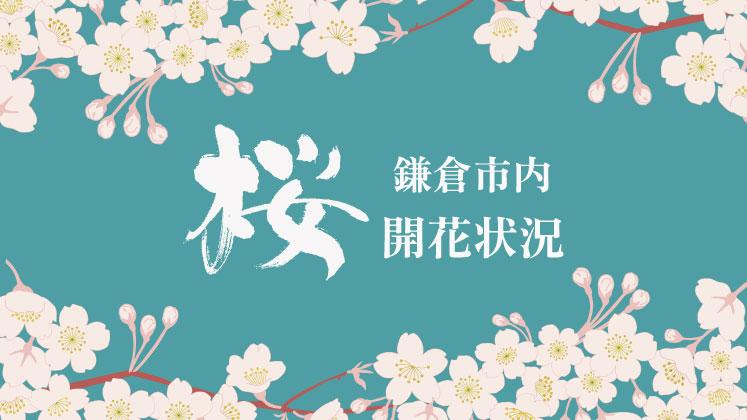 桜開花情報のページを公開いたしました