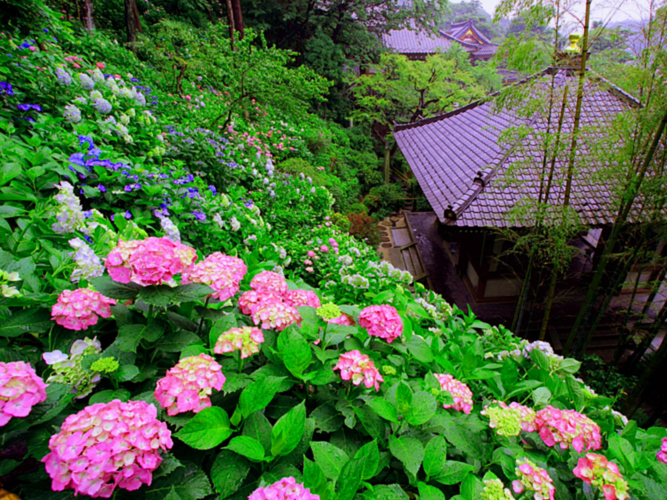 【満員御礼】第6回 出張鎌倉ミュージアム 長谷寺　令和8年6月8日～12日