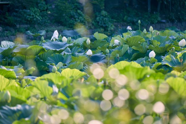 鶴岡八幡宮